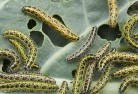 Thanes Creekgarden-pests-and-diseases-6.jpg; ?>